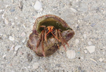 A close up photograph of a hermit crab emerging from the host shell. Sea crab on a rocks. Macro photo.