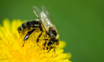 Honey bee and sunny yellow dandelion. Spring Card