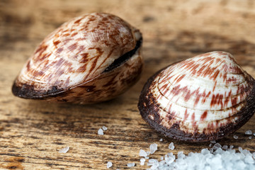 European Bittersweet Dog Cockles