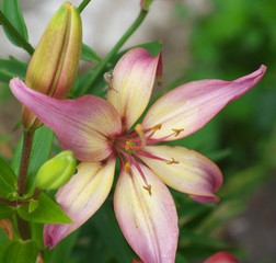 Closeup orange red yellow white Lily flowers in a garden bed, Macro shot, Pistil and stamen and bud and drop scent oil.