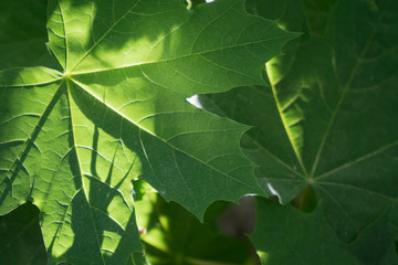Grüne Ahornblätter im Sonnenlicht