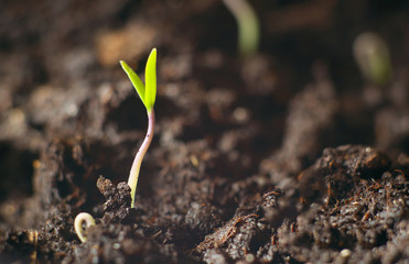 The seedlings are growing from the fertile soil, concept of agriculture.