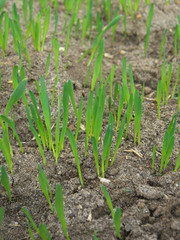 The seedlings are growing from the fertile soil, concept of agriculture.
