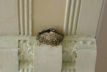 swallow with nestlings in the nest on the human house