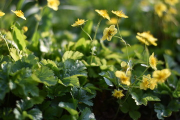 Blühende Waldsteinien (Waldsteinia)