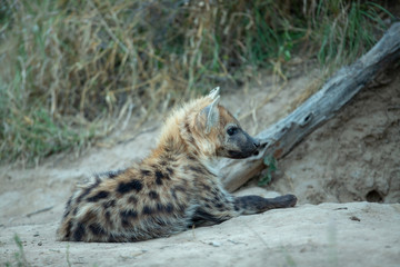 A young hyaena laying outside the den waiting for the adults to return.