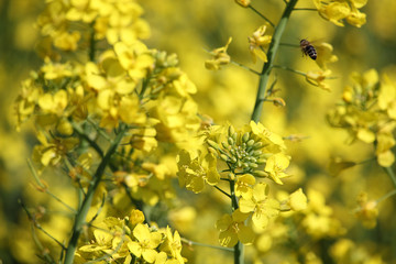 Flying honey bee collects pollen on yellow rape flowers, beautiful spring closeup background