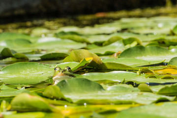 Frosch zwischen Teichblättern