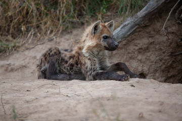 A young hyaena laying outside the den waiting for the adults to return.