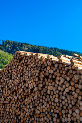 Pile Of Wood Logs With Forest