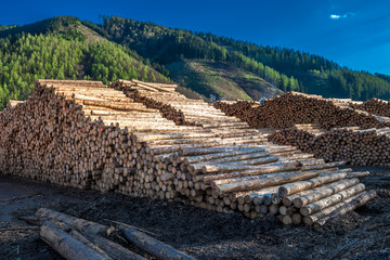 Pile Of Wood Logs With Forest