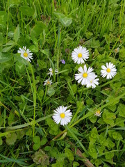 Bellis perennis