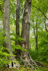 beautiful old trees in a forest