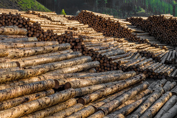 Pile Of Wood Logs With Forest