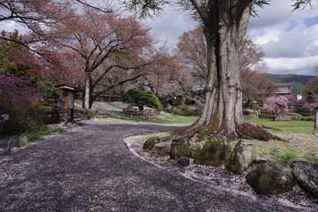 Fototapeta na wymiar 桜の公園　K3BP0725