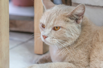 Thai orange cat sitting and resting