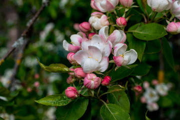 Siberian apple tree (Malus baccata)