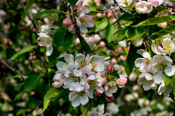 Branch of Siberian apple tree (Malus baccata)