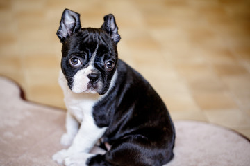 Boston Terrier Puppy