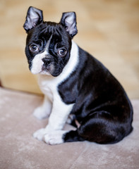 Boston Terrier Puppy