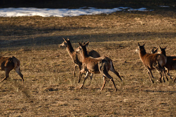 Flock of deers to coincide with the surroundings in spring