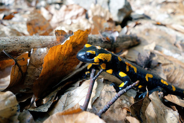 Salamandra in forest