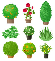 Garden plants set