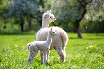 White Alpaca with offspring, South American mammal - 264926044