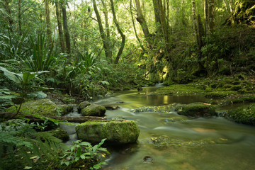 river in the rainforest
