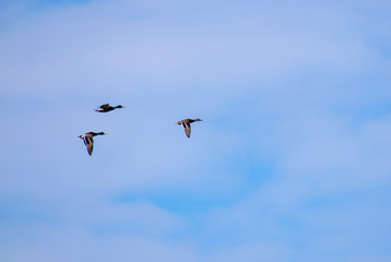 A flock of ducks fly in the free blue sky.