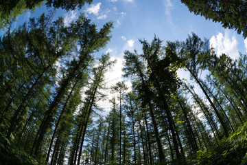 Fototapeta premium 新緑のカラマツ林と青空