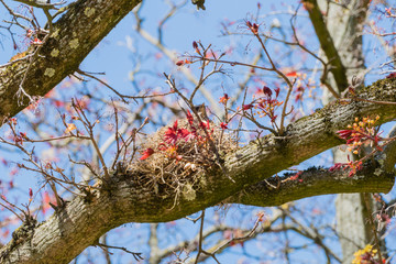 Wacholderdrossel in Vogelnest
