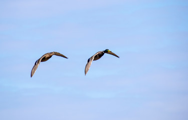 A flock of ducks fly in the free blue sky.
