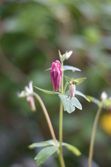 Akelei (Aquilegia) mit Blütenknospen