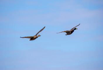 A flock of ducks fly in the free blue sky.