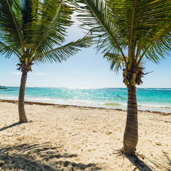 Palms in Raisins Clairs beach in Guadeloupe