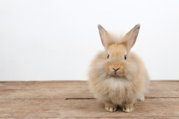 cute brown easter bunny rabbit on wood and white background