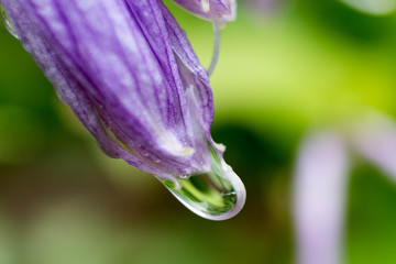 紫色の花と水滴