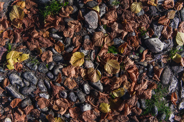 Autum leaves background