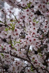 Cherry blossom, wonderful sppringtime