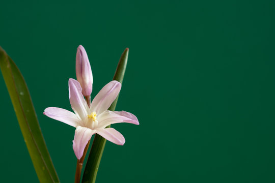 薄紫色の花 Photos Royalty Free Images Graphics Vectors Videos Adobe Stock