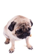 Portrait of a pug dog with big sad eyes. Isolated