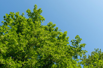 Grüne Baumkrone im Mai