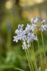 Blühendes Hasenglöckchen (Hyacinthoides)