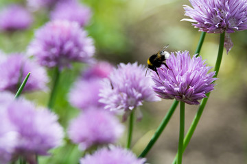 チャイブの花とマルハナバチ