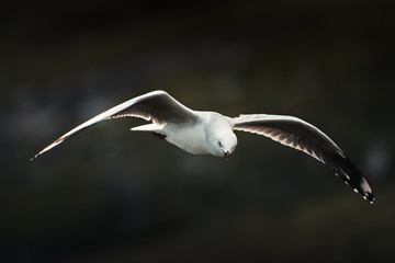 seagull in flight