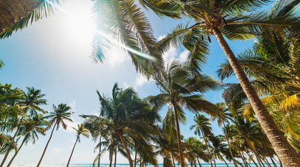Fototapeta na wymiar Sun shining over palm trees in Bois Jolan beach in Guadeloupe