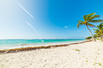 White sand and palm trees in Guadeloupe