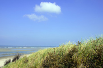 Fototapeta na wymiar dungrass on the north sea island langeoog