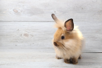 beautiful brown bunny rabbit on wood background